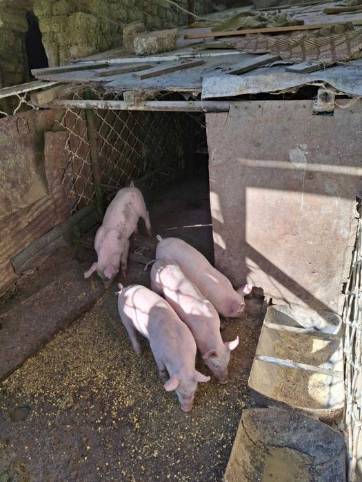 Продавам малки прасенца