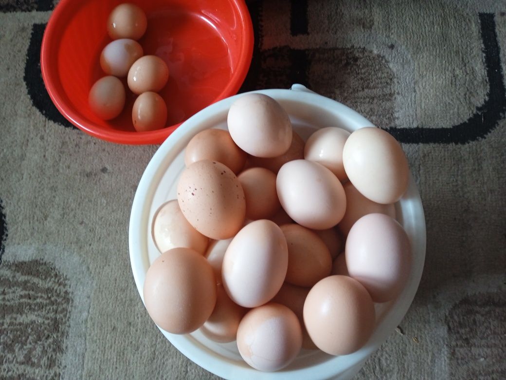 Яйца домашние на каждый день