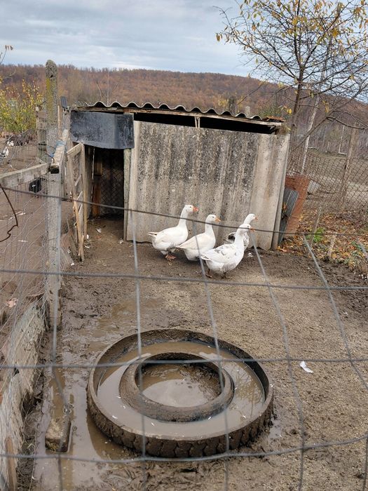 Gâște   și  rațe