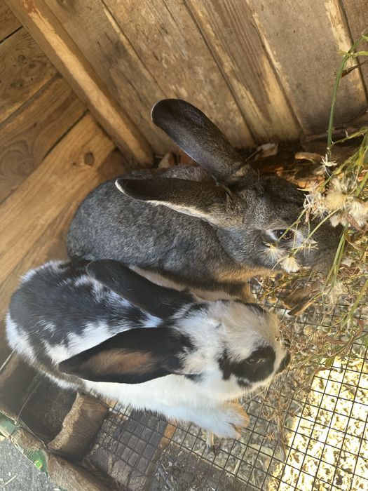 Улкен 2 коян сатылады..