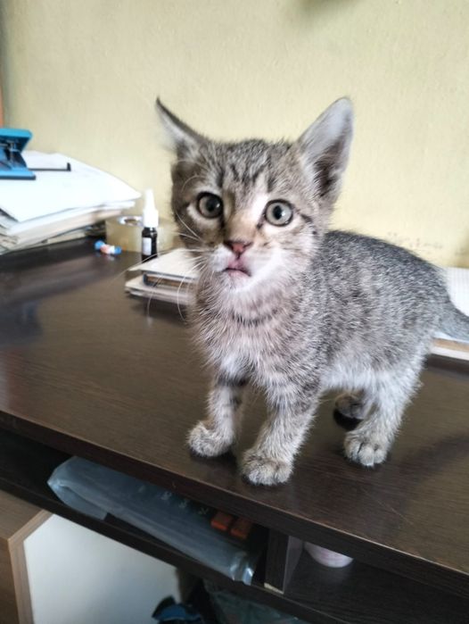 Котята (кот и кошка)