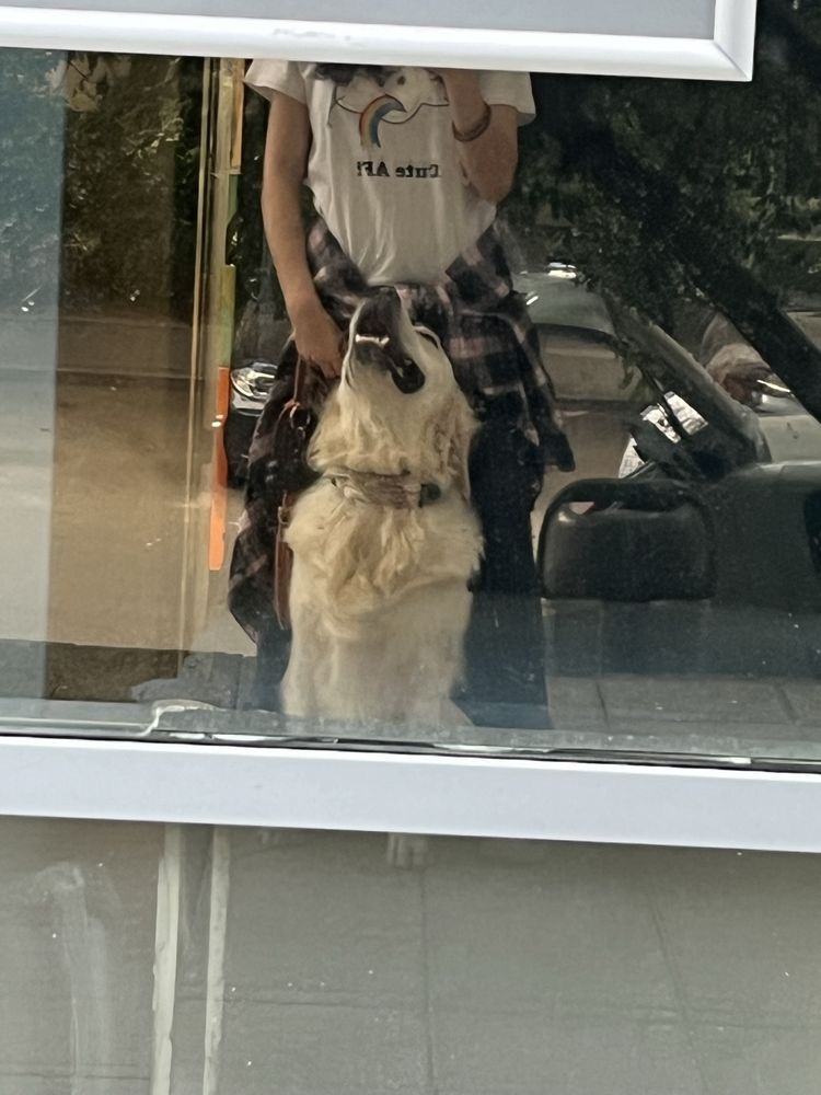 Pet-Sitter / Cazare Caini Bucuresti