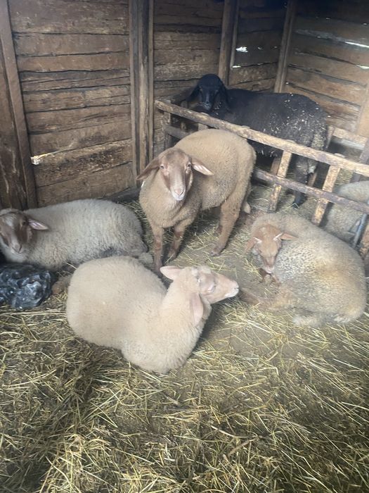 Miei de vanzare 25 , 30 kg