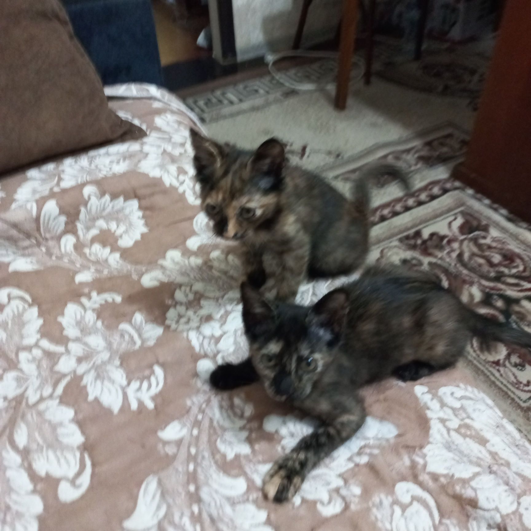 Котята.коты и кошки.Домашние.