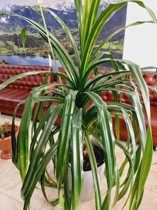 Продается комнатное растение