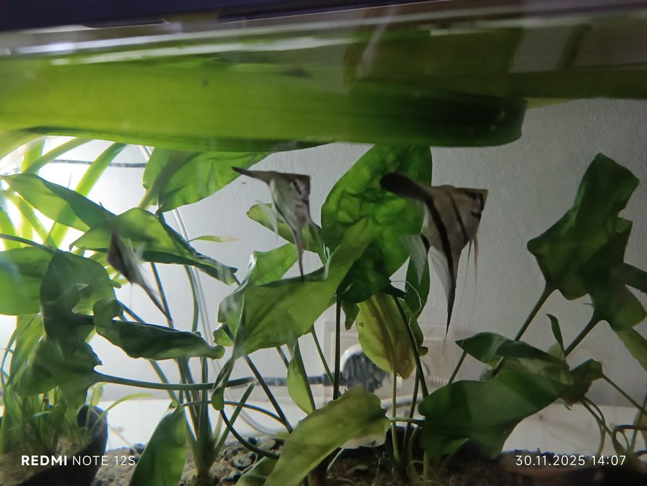 Vând scalari 20 lei Bucata