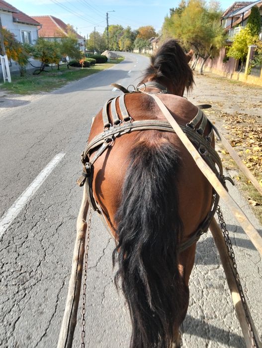 Vînd iapa de 7 ani gestanta de 7 luni