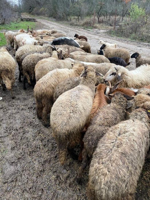 De vânzare oi și capre !