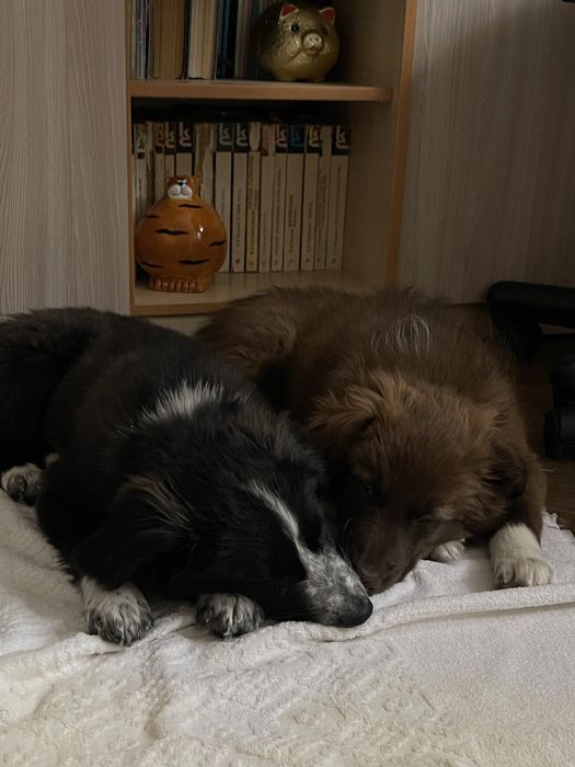 Щенки в поисках дома