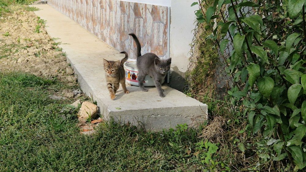 Подарявам котенца