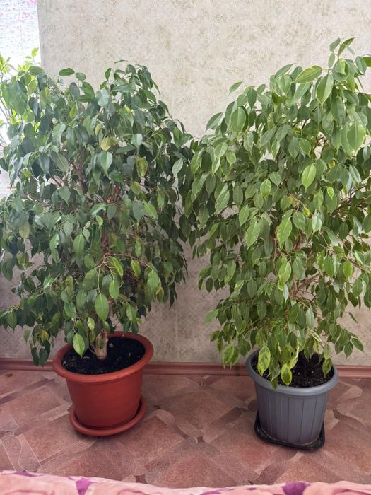 Комнатные растения