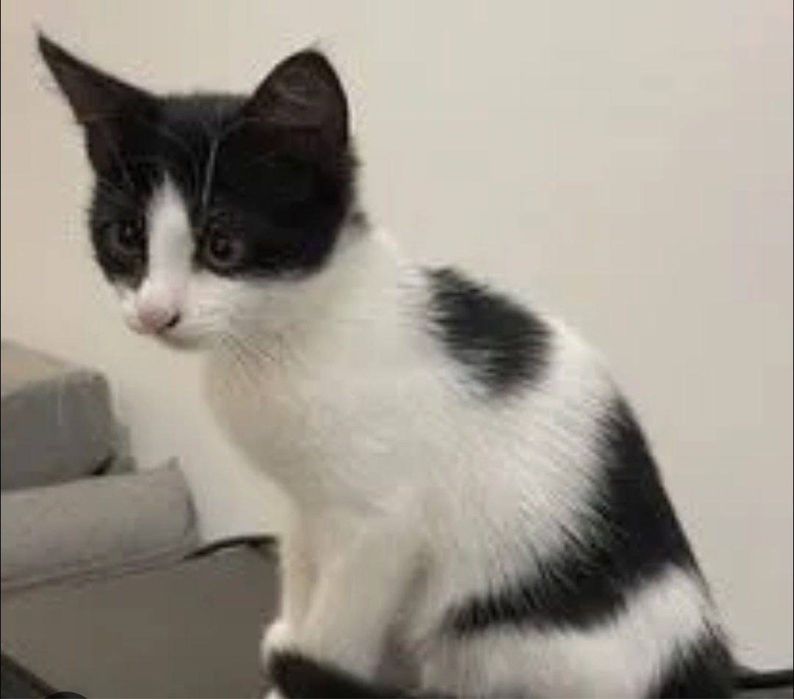 Котята ждут свои семьи!