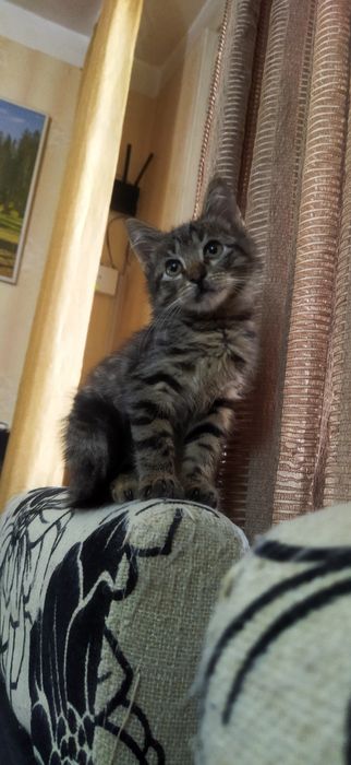 Котята в любящую семью