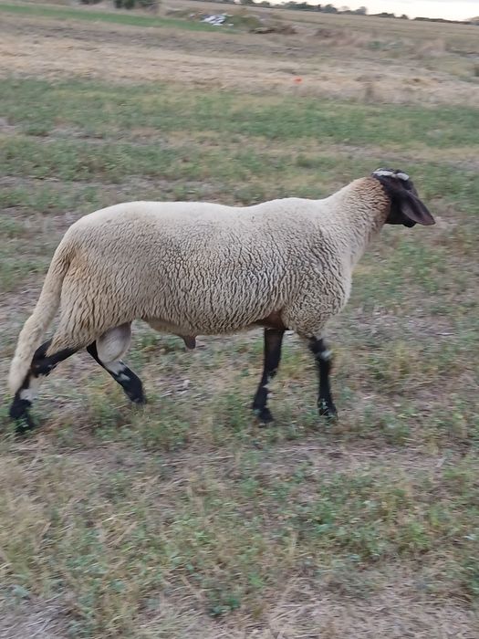 Vând  berbec carabas sarbesc 1600 lei