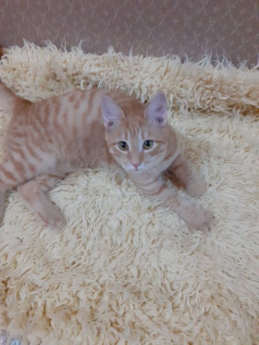 Котенок в добрые руки