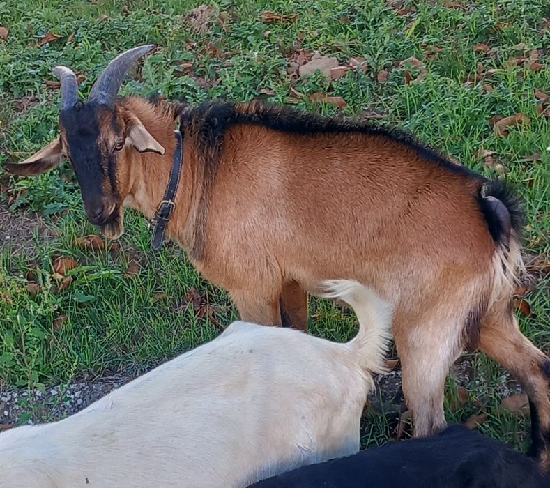 Vând 1 tap alpin francez de 9 luni sau schimb cu o oaie stearpa