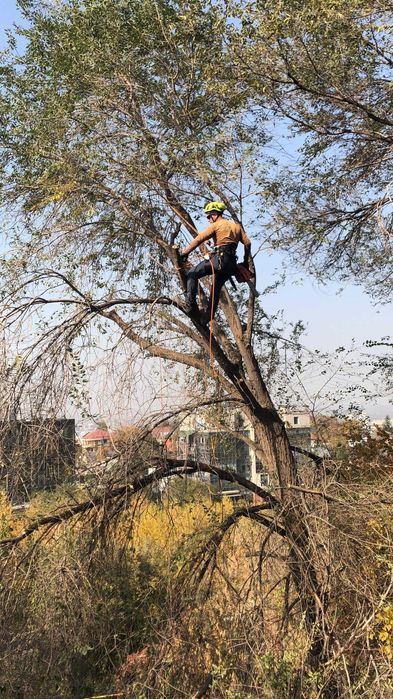 Спил, любая обрезка деревьев. Высотные работы на деревьях