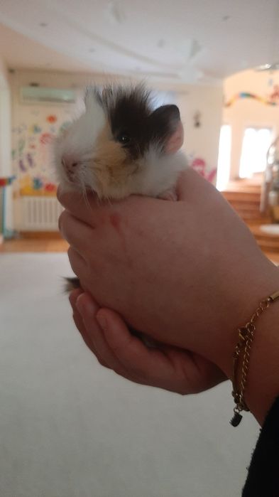 Морские свинки абиссинской породы — милые, умные и ручные! 50тыс сум