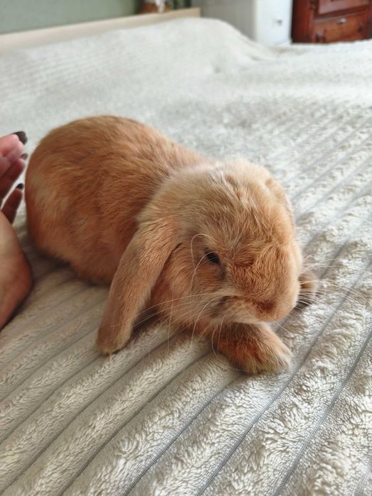 Продам кролика породистый