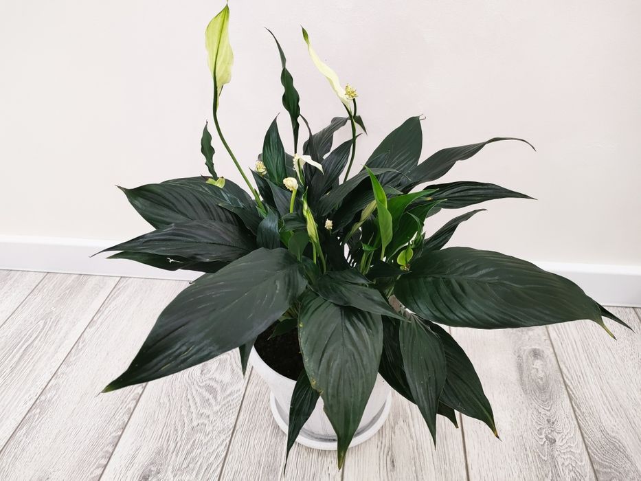 Комнатные цветы, доставка