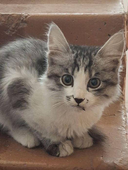 Котенок отдадим бесплатно