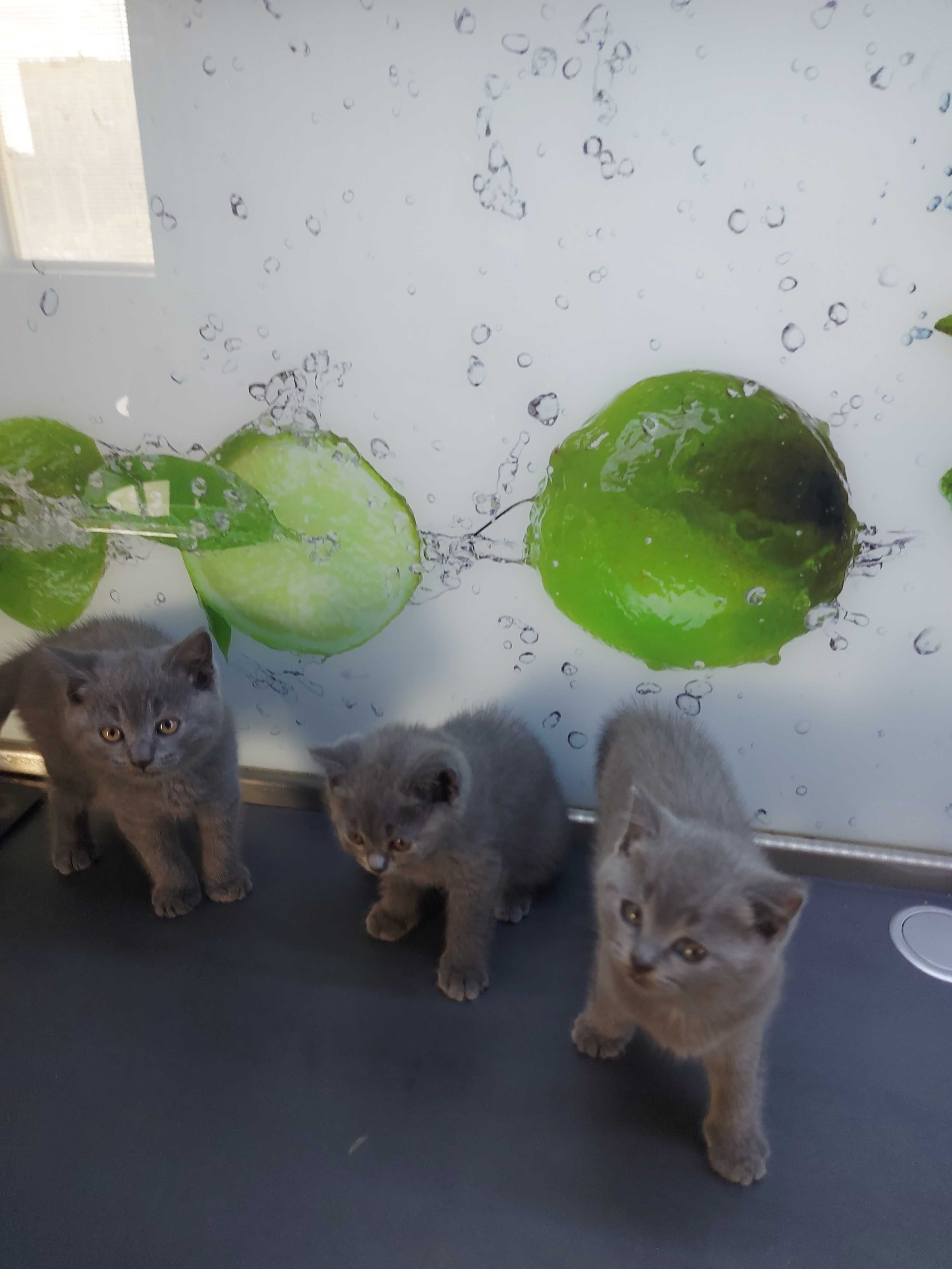 Британски котенца