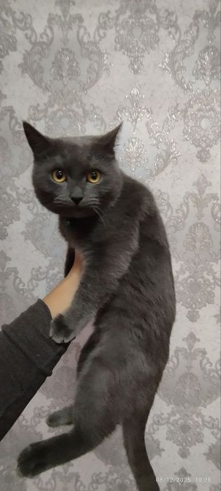 Mushuk sotiladi zoti skotish strayt 1 yosh