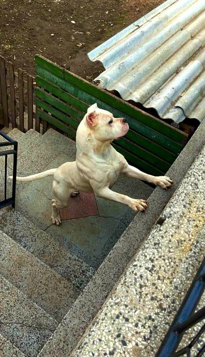 Дого Аржентино Dogo Argentino