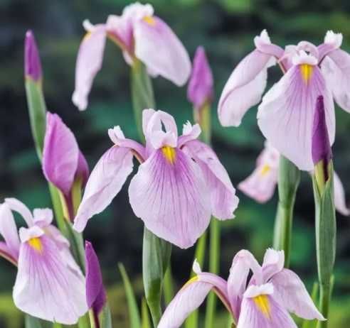 Plante pentru Iaz, Nuferi, Irisi, Papura, Zambile