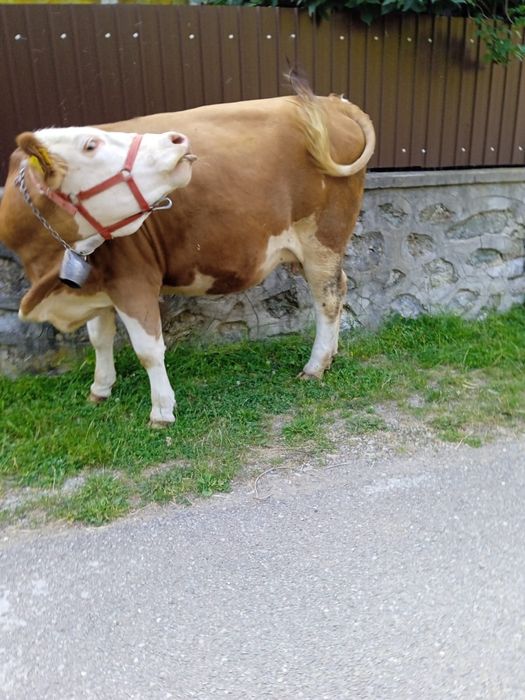 Vaca Bălțată Românească cu vițică Angus