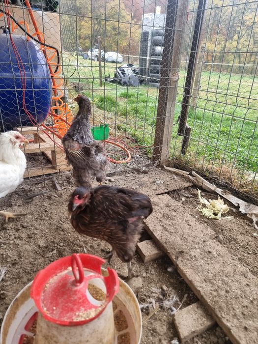 Araucana 2+1 potarnichiu si barat