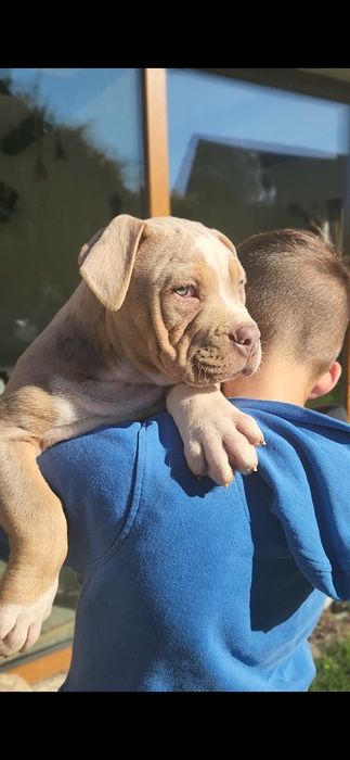 Mascul american bully xl