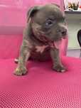 American bully pocket/американско були бебета