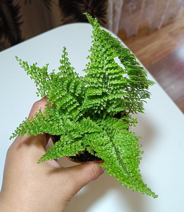 Нефролепис  Коттон Кэнди.