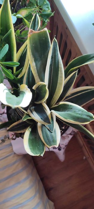 Цветок с отростками