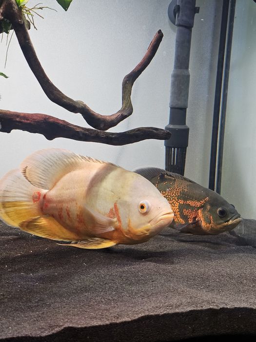 Astronotus ocellatus (masculi)! 
Detalii în privat !