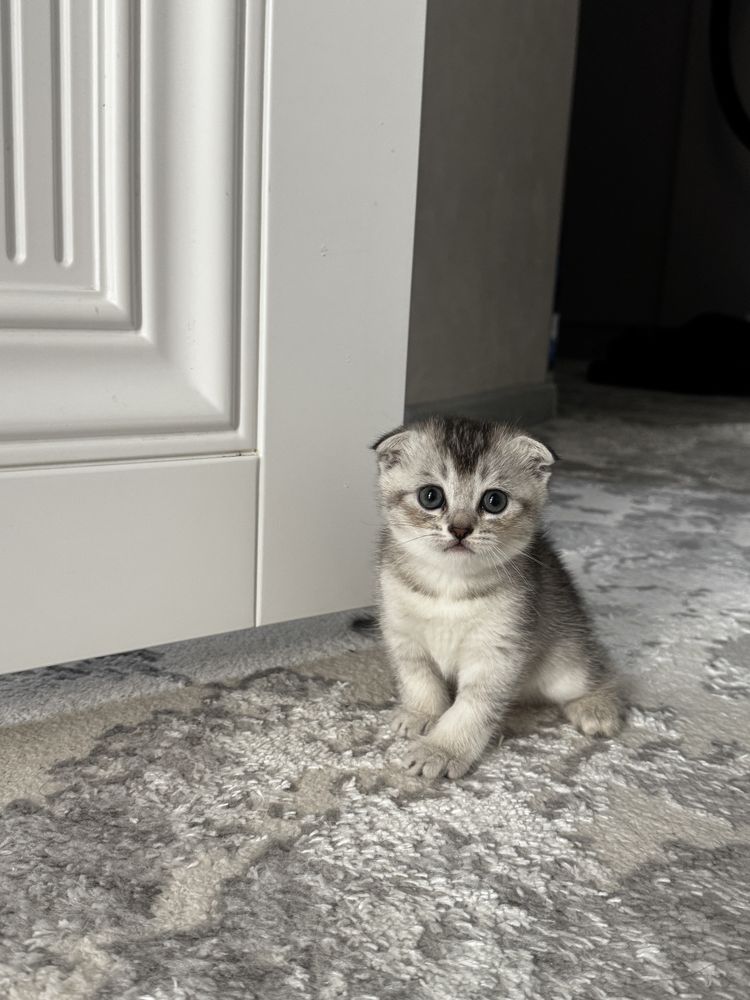 Котёнок скотиш фолд серебристая шиншила