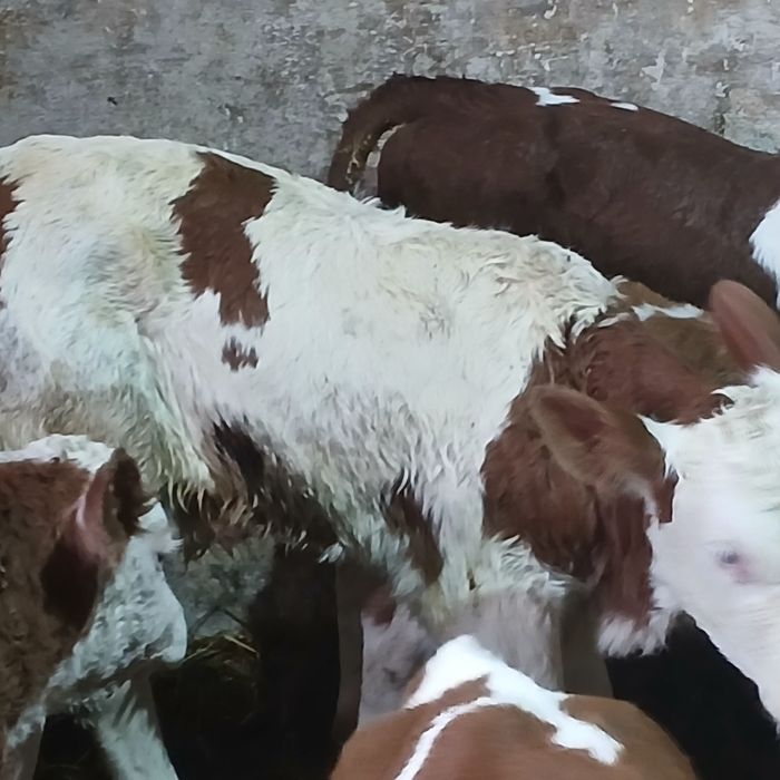 Vitei taurasi si vitele baltata romaneasca