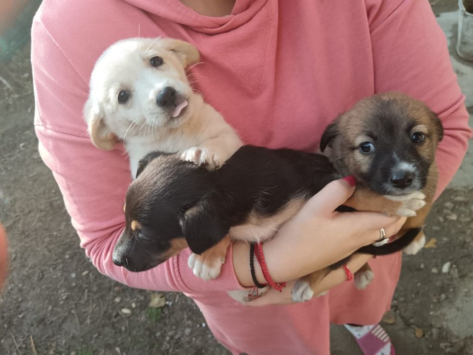 Cățeluși spre adopție