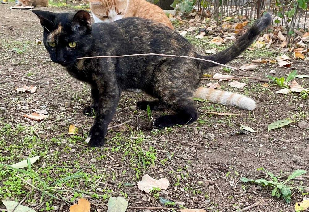 Tortie, pisicuta sterilizata pentru adoptie