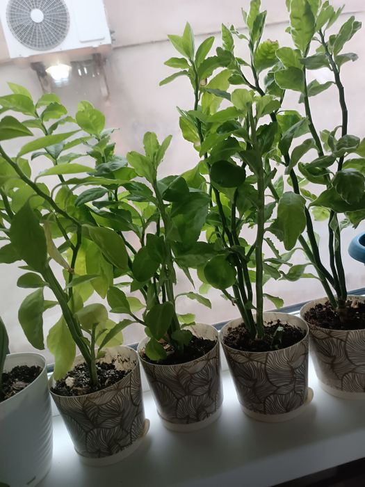 Уй гүлдері сатылады күтімі жаксы