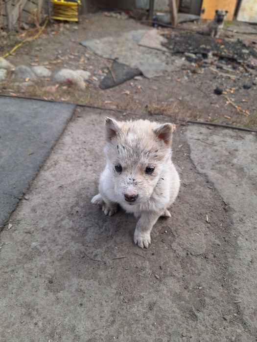 Двортерьер чистокровный! 1 месяц.