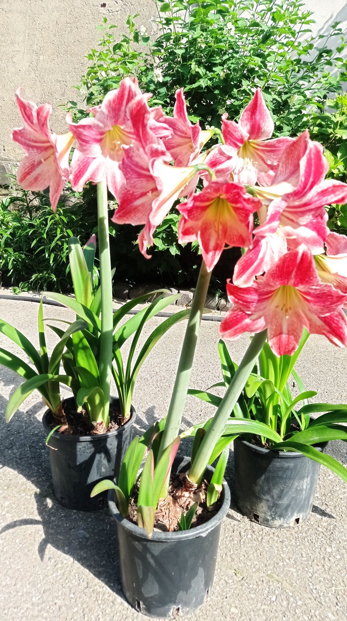 Crin păianjen/ Crin de apartament (Crin Amaryllis/Crin de camera)