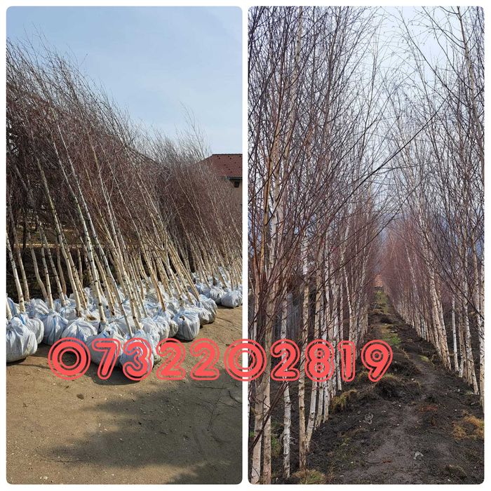 Tuia leylandi, smarald, mesteacăn, tei, stejar paltin