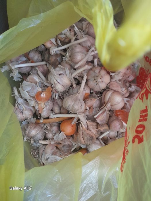 Продам чеснок домашний