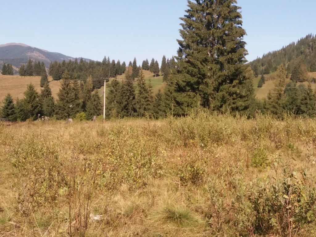 Teren de vânzare (Dorna Arini, Ortoaia, jud.Suceava)