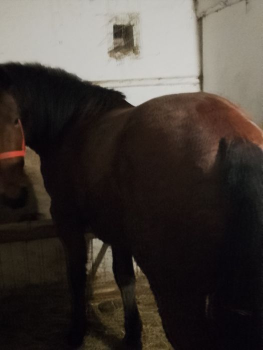 De vânzare cal de 3 ani