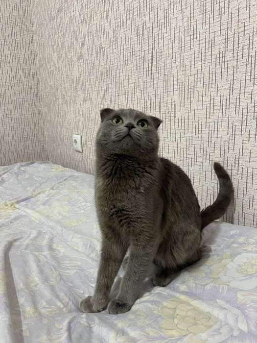 ПРОПАЛ КОТ ! Помогите найти!