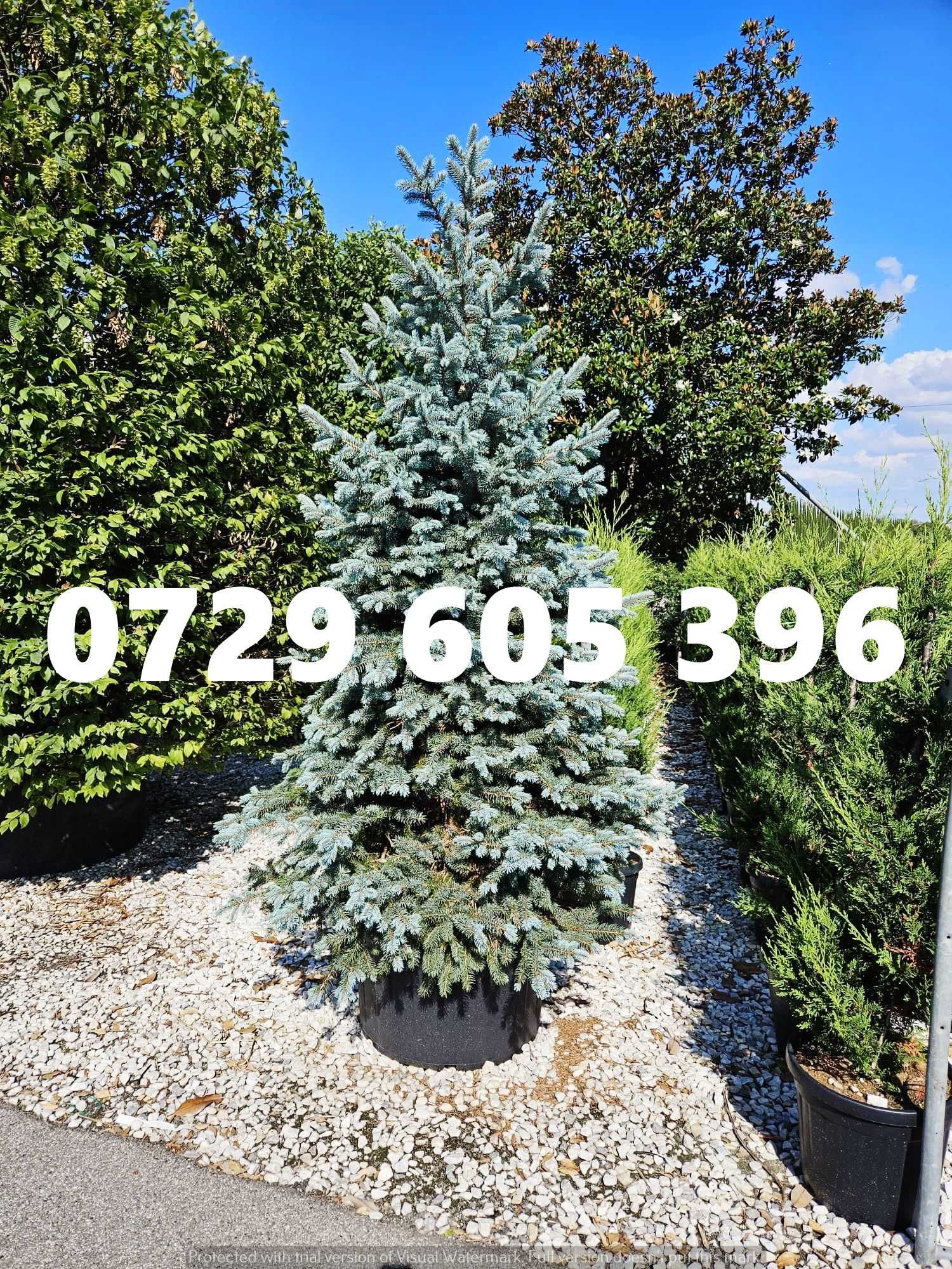 Soluția perfectă pentru grădina ta – plante ornamentale premium