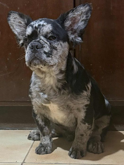 Френски Булдог Черно Мерле Флъфи